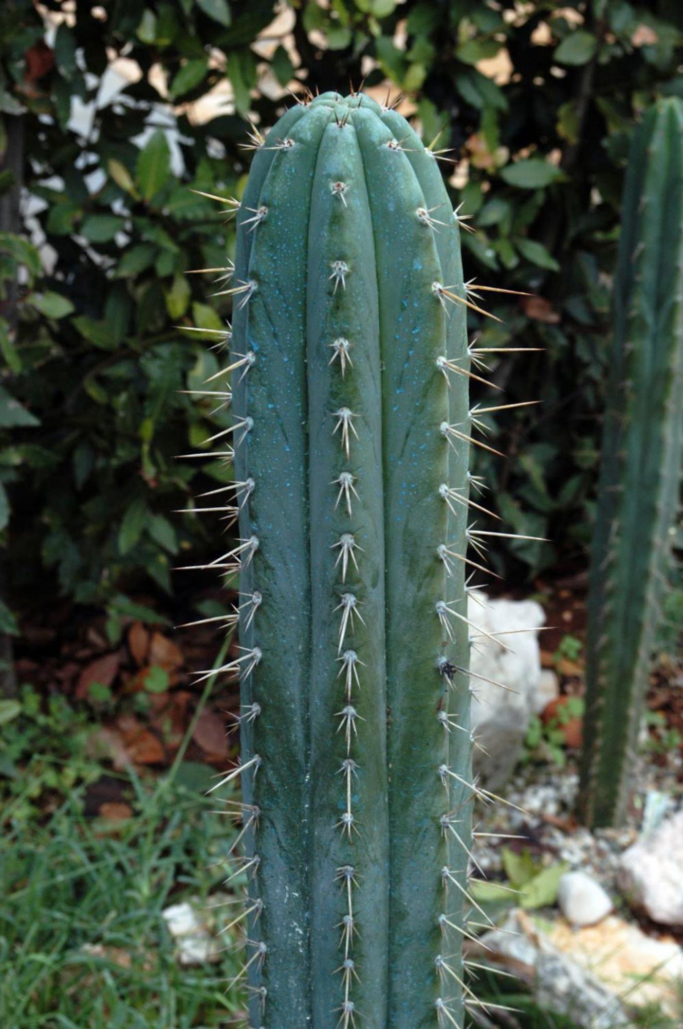 Cactus House Gaspar Zadar Exterior photo